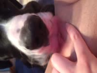 Pet porn with dog eating the pussy of pet owner